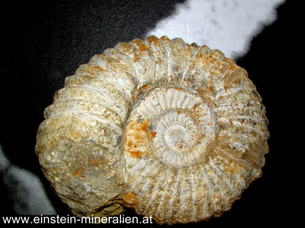 Ammonit 1,365kg